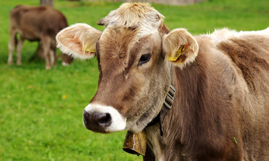 grass fed beef cattle pasture Michigan